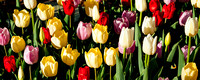 GepfordTulip2022